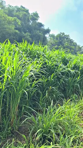 ijo royo- royo#fypシ゚ #kandangdtkfarm #kambingboerfullblood #petenakkambingindonesia 