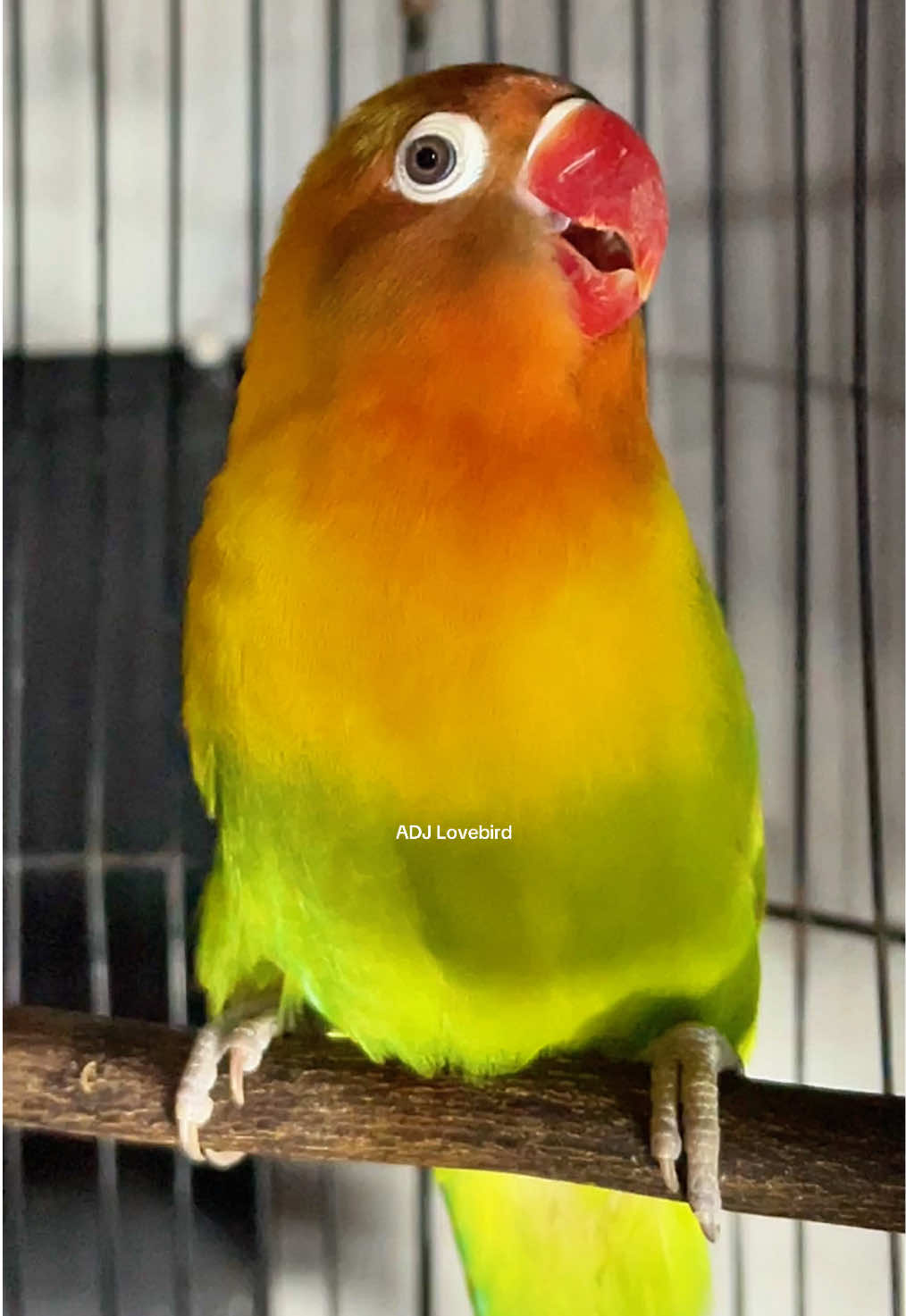 Lovebird Ngekek Gacor #burung #lovebird #lovebirdfighter #bird #fyp 