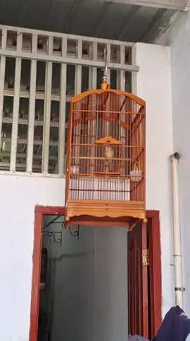 lagi duet ceritanya  #kicaumania  #fyp #kicaumania #kapastembak #kapastembakgacor 