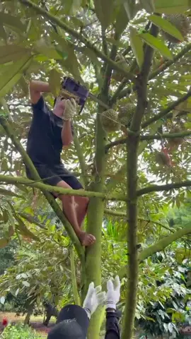 Bớt 10 giá hết cây , bớt 20 giá cưa cây luôn nha ae 😂#xuhuongtiktok #sầuriêng #xuhuong 