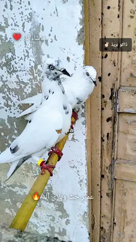 #عمیرداشوق🙌😘 #foryou #01💸🕊️⚠️ #Pegions_lover_zindabad #بورےآلہ🔥 