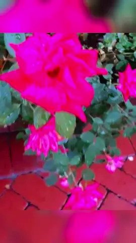 Rawwithpeace.com come join the Revolution we are headed to New Earth!