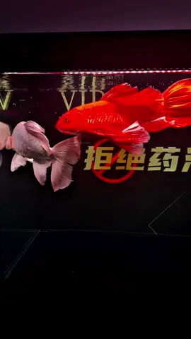 Đam mê mà ... #tiktok #fish #xuhuong #phitancuucap #vinhcacanhhn 