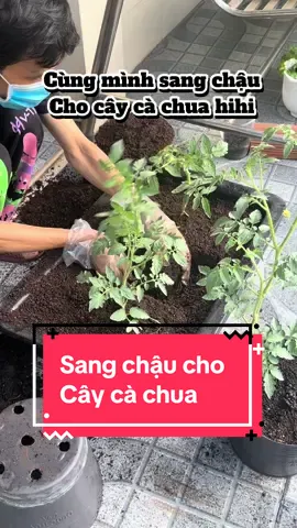 Sang chậu cho cây cà chua #trongrausanthuong #xuhuongtiktok #cachua #sang #chậu 