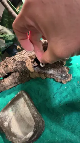 Dándole de comer al compa  “NECKS” wey!🤣😋🦎🐛🪱💯🔥👍🏻😎ig: _antoniogoveaoficial #geckoleopardo#animalesgraciosos#comedia#parati#chistoso @slimFATZZ Podcast 