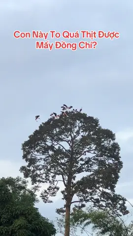 Sáng Sớm Sen Vào Rừng Tránh Bão#sendo#covac