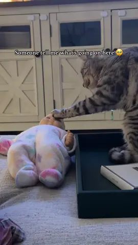 Does he know it’s a doll and not his real life baby sister? 🥹🥺 my heart can’t take it #cat #baby #catsoftiktok #babytok #toddlertok 