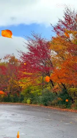 A Peaceful Autumn Journey to Nishigo Mabune in Fukushima Japan where the Mountains Glow in Red Orange and Yellow Colors and Nature Feels like a Beautiful Dream 🍂✨ Yesterday I visited this magical place and it was truly breathtaking surrounded by calm air colorful leaves and peaceful nature vibes 🌿💖 #fukushima #yestardayskynightview 🇯🇵