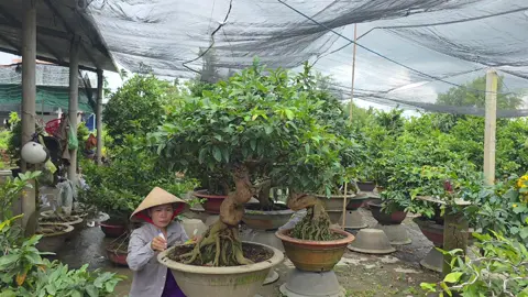 04/11☎️0348322142(THỦY)🔥mai tết 2026 thanh lý dọn vườn 10 mã số phông tàng bonsai giá siêu rẻ