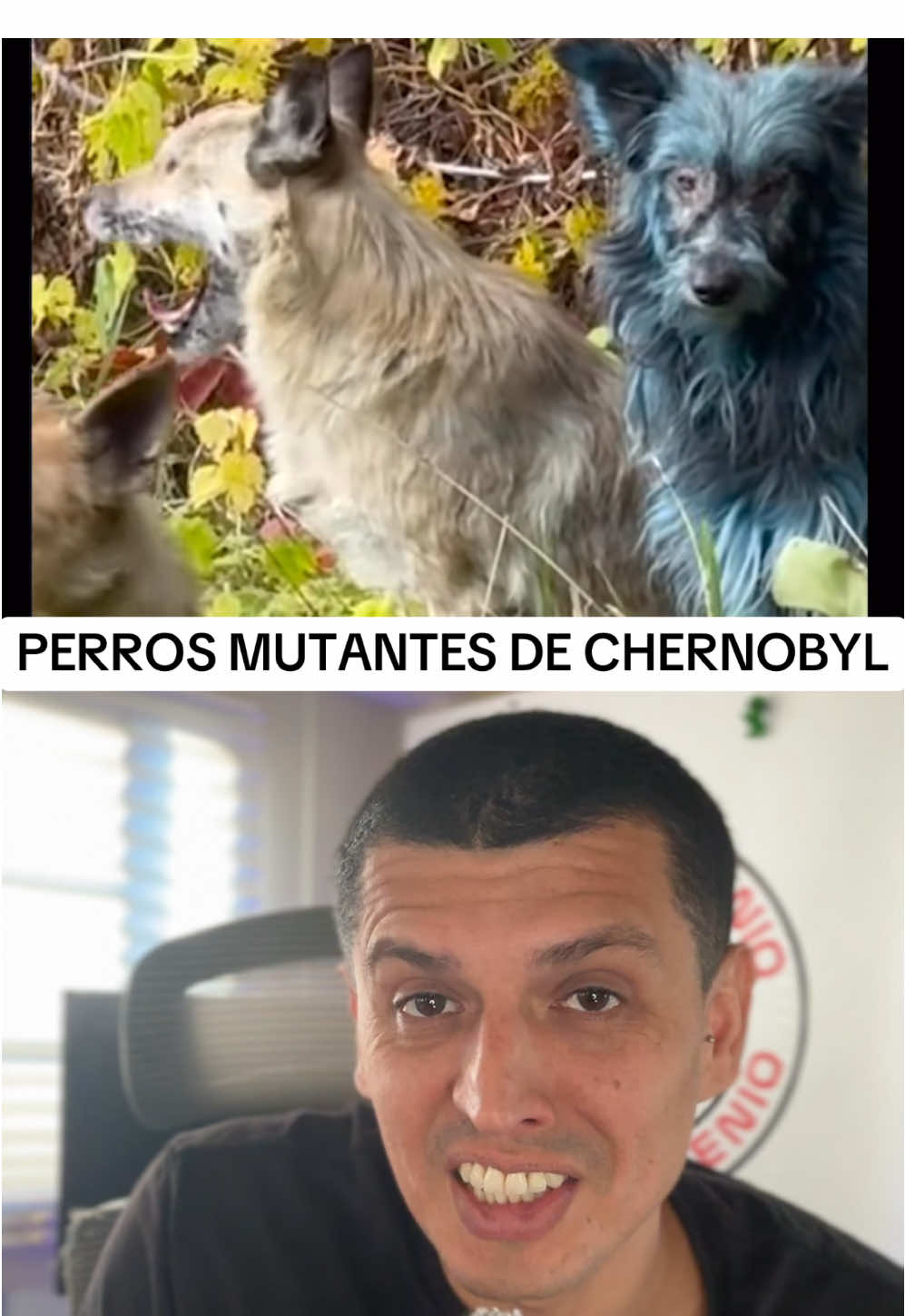 LOS PERROS MUTANTES DE CHERNOBYL #nuevomilenio 