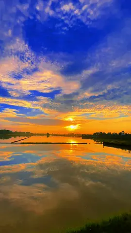 “Người luôn sát cánh kề vai dẫu bao khó khăn trong đời”❤️N🐯☘️☘️☘️#xh #chill #canhdep #baclieu #canhdongquebaclieu🌾🌾✅ 