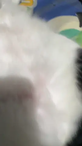 maIs ta bom! #fyy #cat