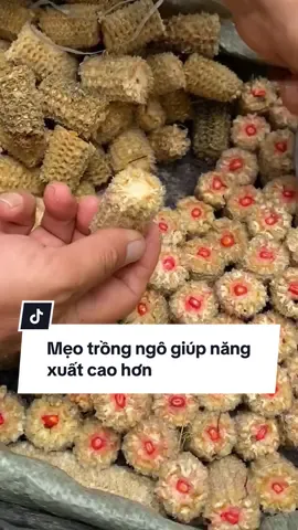 Mẹo trồng ngô giúp năng xuất cao hơn , bạn đã biết chưa ?? #cayngo #meocuocsong #meonongnghiep #meovat 