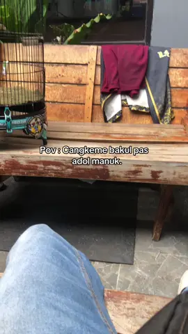 Jan rak umum🤣  #sogonmaniaindonesia #sogonmania #kicaumaniaindonesia #kicaumanianusantara #kicaumania 