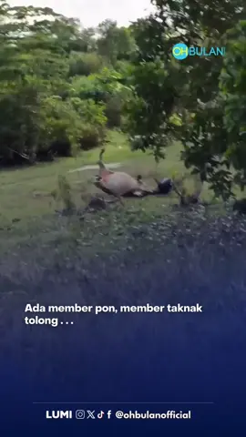 Heh member tak function 😤  Video: alunazaworks #ohbulan #lembu #termasuk #baldi 