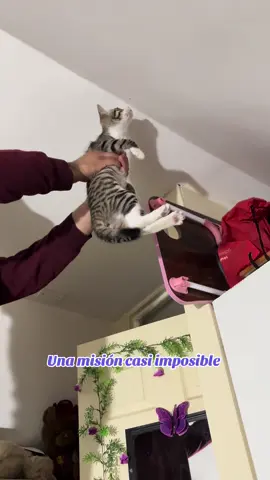 Haciendo la cazacion, era una misión solo para mi #kira #labebechucky 