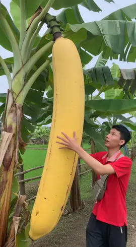 Chuối của các chị em hỏi nè #viralvideo #chuoi #muonlenxuhuong #xuhuong  #foryou  @Mukabang Siêu To Khổng Lồ 