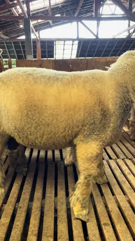 Pejantan Poel 3 pasang 