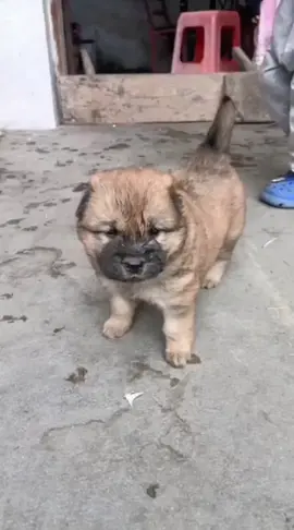 Episode 367: The coordination was absolutely perfect! #AnimalSpirit # funny cute pet