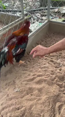 Con nào lỏn lẻn cự yếu thì xài nha#ganoi #dammega #gatre #yeudongvat 