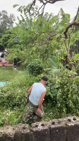 Mua cây về lấy quả nấu canh