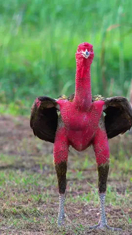 gà chọi đẹp  #?gachoivietnam🐓🐓🐓 