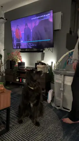 I’m going to make this antibiotic disappear  #dogsoftiktok #magictrick 