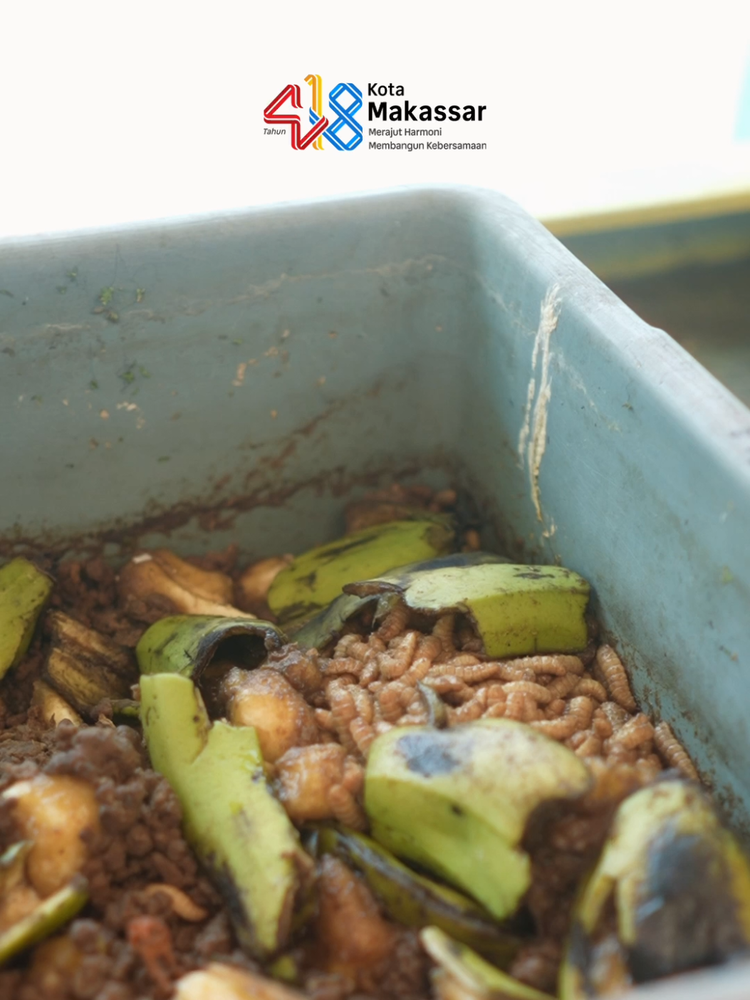 Pemkot Makassar melalui Dinas Pertanian dan Perikanan (DP2) terus memperkuat ketahanan pangan dan ekonomi warga lewat program Urban Farming Fest 2025 yang digelar di Anjungan Pantai Losari. Kegiatan ini menjadi bagian dari rangkaian HUT Kota Makassar ke-418, menghadirkan pameran pertanian, pelatihan, dan kolaborasi lintas OPD serta komunitas untuk membangun kota hijau dan mandiri pangan. Program urban farming menjadi strategi nyata mewujudkan ekonomi rumah tangga hijau. Mengolah sampah organik jadi pupuk dan pakan, menanam di lahan sempit, hingga mengembangkan perikanan kota. Semua langkah ini sejalan dengan semangat Makassar Zero Waste, Makassar Green City menuju kota yang tangguh, mandiri, dan berdaya dari warganya sendiri.