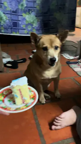 Chúc mừng sinh nhật Pig #xaykenhtiktok #cunyeu #xuhuong 