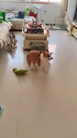 Đang tuổi ăn tuổi chơi mà mắc làm mẹ nên dị đó🤓 #corgidaobu #xuhuong #viral #dethuongmuonxiu #fypシ゚ #corgi #vuinhon #haihuoc 