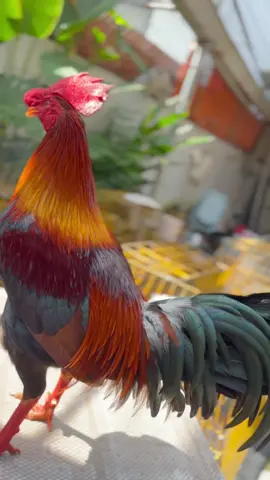 Xanh lá 3kg1 cục đồ đủ chuẩn cho các cậu bập nhe  🥊👹