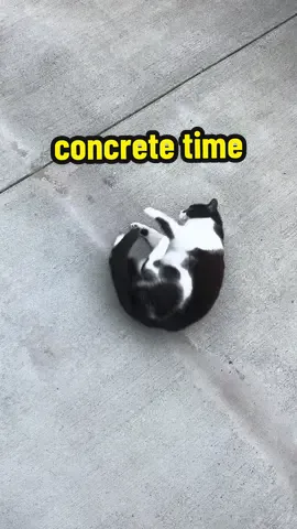 they left me alone again for the weekend smh 🙄 #cat #catsoftiktok #tuxedocat #kitty #concretetime 