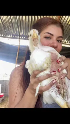 La mejor genética 🐥 Cobb 500 Colombianos #pollosdeengorde🐥🤩🐣 #pollitos #cobb500 #avicultura #pollitosdeengorde 