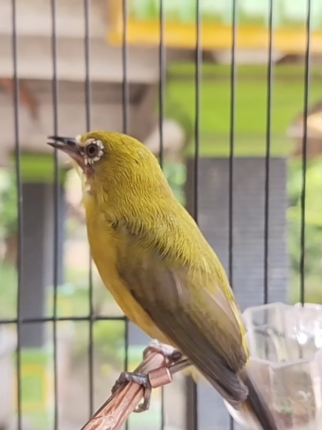 Pleci Gacor ful nembak#plecinembak #dextro87 #pleci 