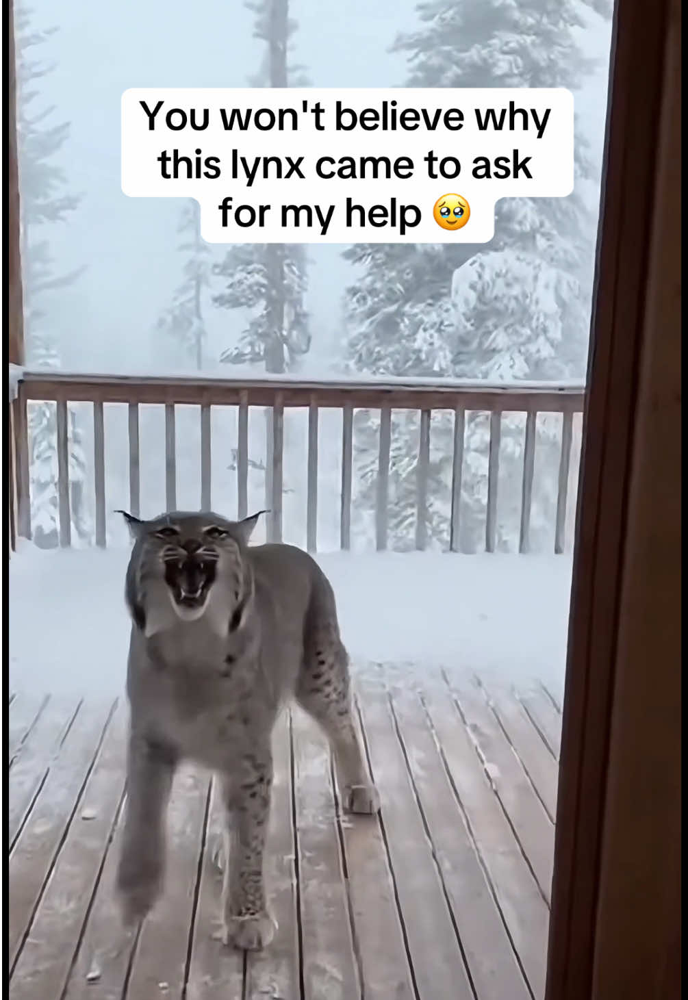 What happened this morning…I’ll never forget this lynx 🥺❄️ #creatorsearchinsights #pets #cutepet #lynx #babyanimals 