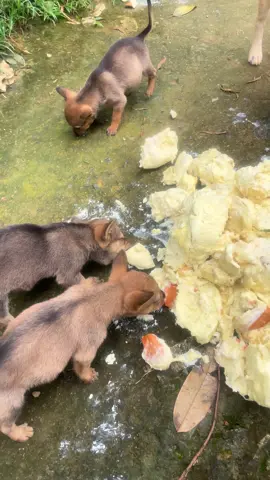 Lâu lắm mới đc ăn bữa ngon như zậy á:)) #xhtiktok #virral 