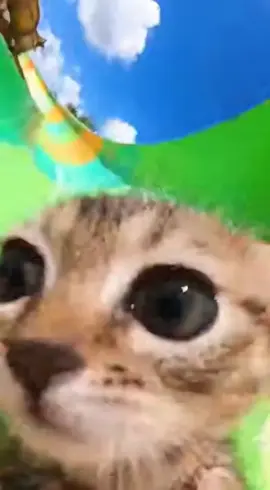 #catoftheday #catlover #funny #cat #funnycat 