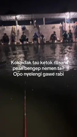 Saestu gatau ketok 😭 #fypage #mancinglele #rilisanlelejawatimur #rilislelemalang #soundtrending 