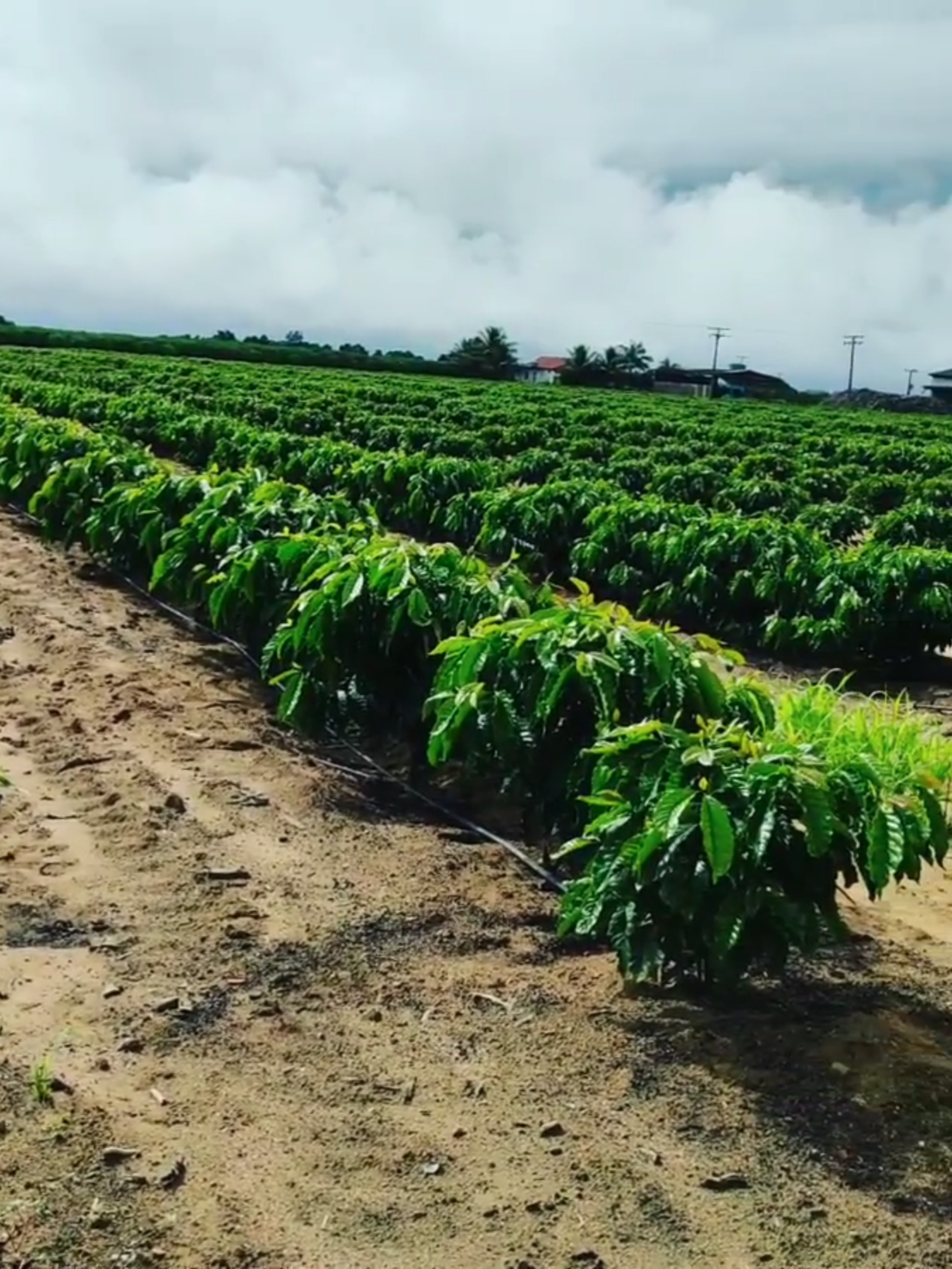 Farm Cà Phê Hoàng Nam Group  Cây 7 Tháng Tuổi Phát Triển Xanh Tốt  #FarmCàPhêGiâmHom  #ĐaThânThảNgọn  #HOANGNAMGROUP  #https://www.facebook.com/groups/769614778429784  #https://www.facebook.com/groups/3547214938939124  #https://www.facebook.com/groups/kithuatsauriengdat25tan  #https://www.facebook.com/groups/239193356287789  #https://www.facebook.com/groups/hoichiasekithuatcfthangon11tan