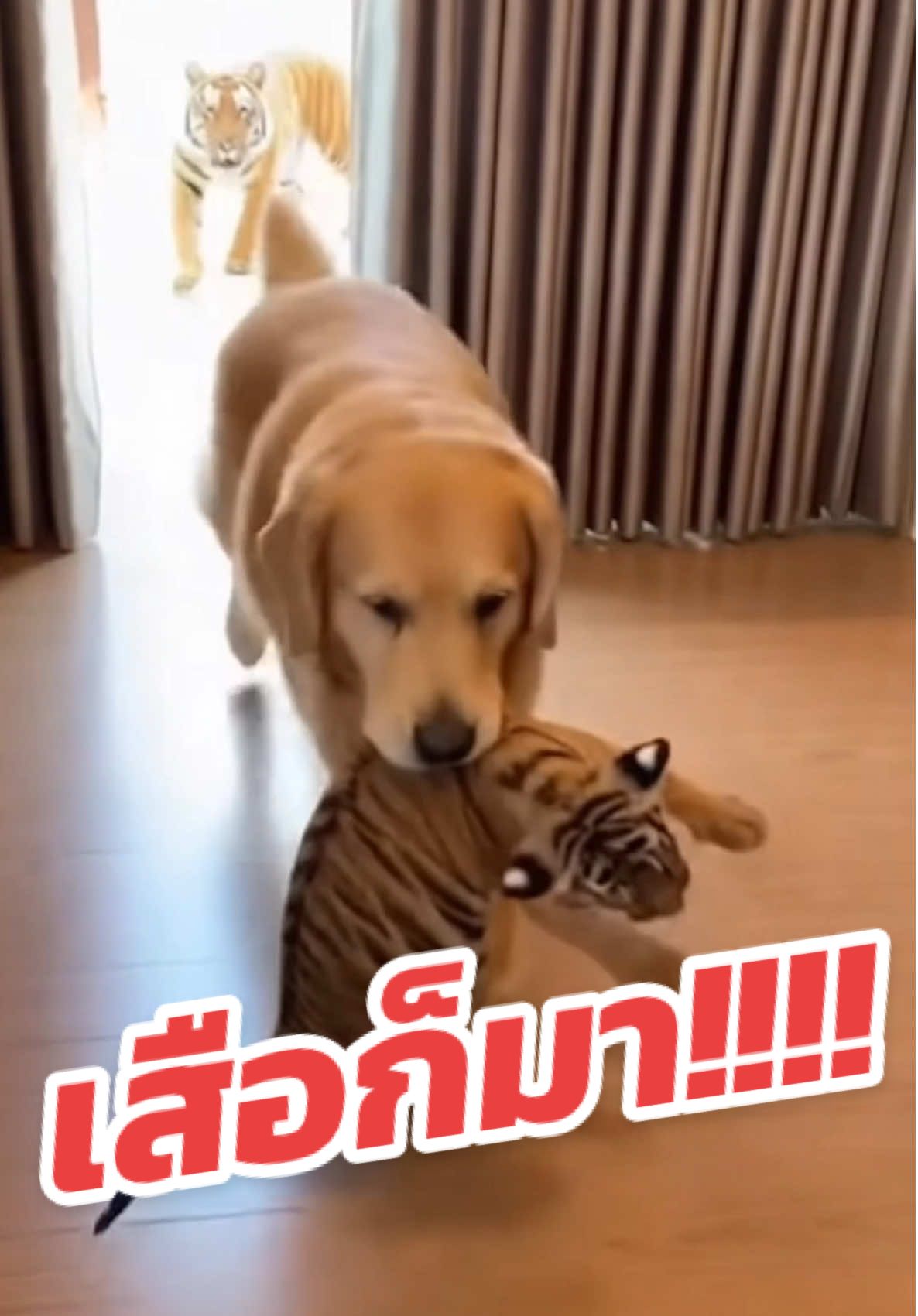 #ชีโร่หมาคาบ #เสือ #โกลเด้นเป็นหมาตลก #หมาโกลเด้น #ตลก 