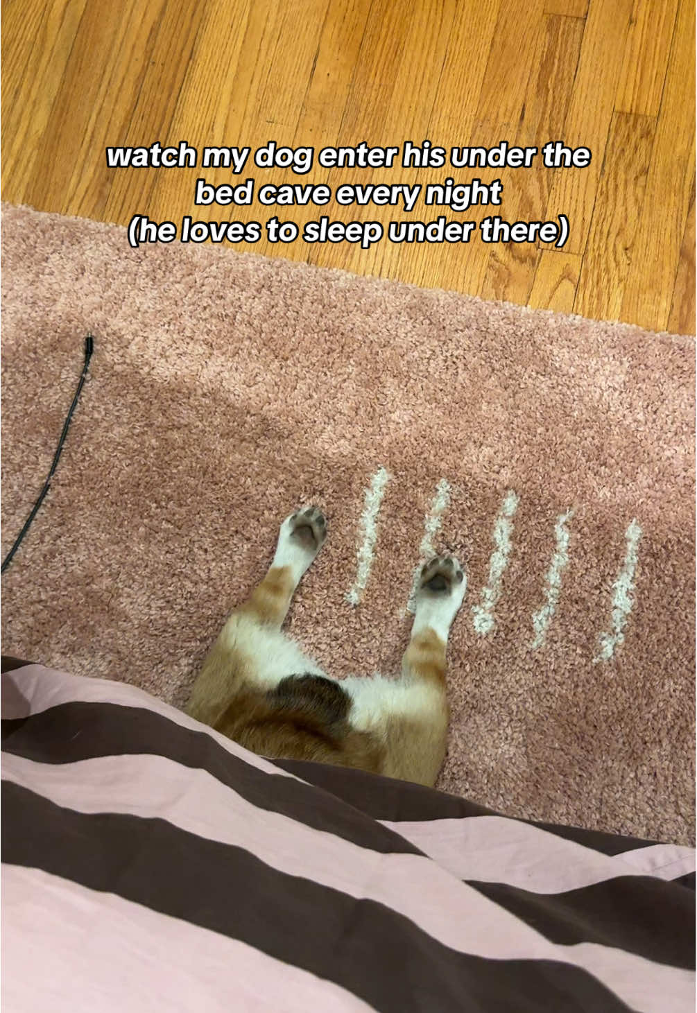 this cracks me up every time @Wilson the Corgi #corgi #corgisoftiktok #corgisdoingsthings #quirkycool #dogsdoingthings 