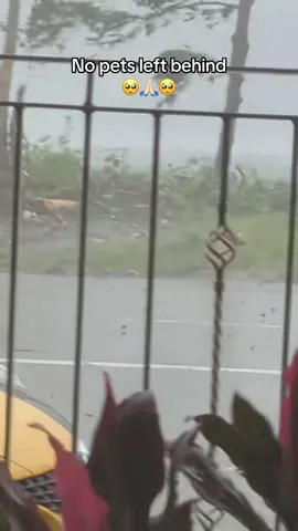 PETS CAN'T PROTECT THEMSELVES. THEY FEEL FEAR AND CONFUSION JUST LIKE WE DO. 🐕🐶🦮 Ways to keep pets safe • Bring pets indoors • Don't abandon them • Prepare food, water, and pet essentials • Secure pet carriers or safe shelter areas • Keep ID tags / microchips updates in case of escape #philippinestyphoon #nooneleftbehind #typhoontino #fyp #trending 