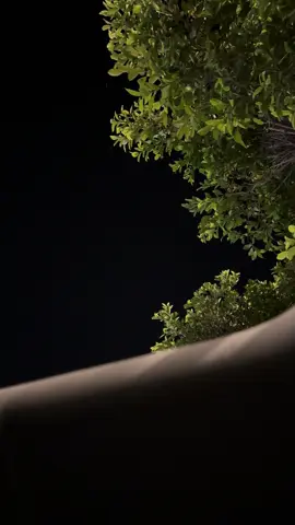 stars #fyp #foryou #stars 