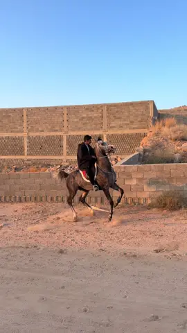 شيخ الخيل الاكحل🖤🖤🔥. ومشاءالله تبارك الله #اكسبلور #الاكحل #هاشتاق #ترند #تربيع_خيل 