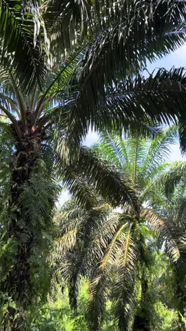 #petanimuda #fyp #sawitontiktok #sawitkalimantan #storysawit 