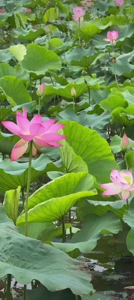 #adidaphat #hoasen #cuocsong 