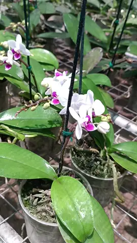 orquídeas phalaenopsis en stock.mas información al WhatsApp 948661638