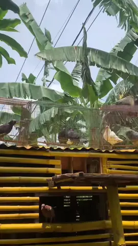 Mumpung panas bolo #merpatikentongsurabaya #merpatilovers #merpatitinggian 