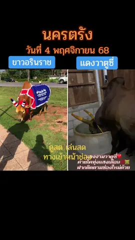 #วัวชนสด #วัวชนคนสวย #วัวชนคนสู้🐂 #วัวชนภาคใต้ #วัวชนสงขลา 
