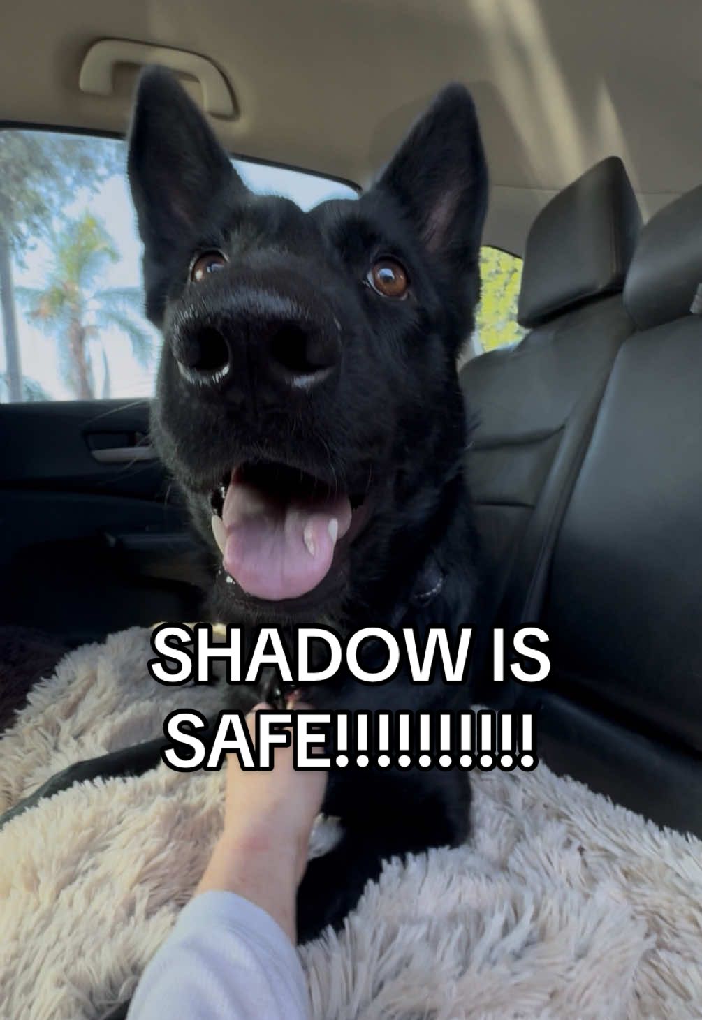 And that’s how Shadows life was saved. 🤍 WE DID IT you guys!!!!!  I can’t even believe it, I’m so thankful. Oh and also - her most incredible new mom @Lauren is waiting with open arms. We love you SO big. Welcome to the best life Shadow!!!! 🤍🤍🤍🤍 📍Baldwin Park Animal Shelter  4275 North Elton Street Baldwin Park, CA 91706 baldwinpark@animalcare.lacounty.gov 📞 562-940-6898 📞 626-962-3577 https://animalcare.lacounty.gov #fyp #foryou #foryoupageofficiall #dogs #dogsoftiktok